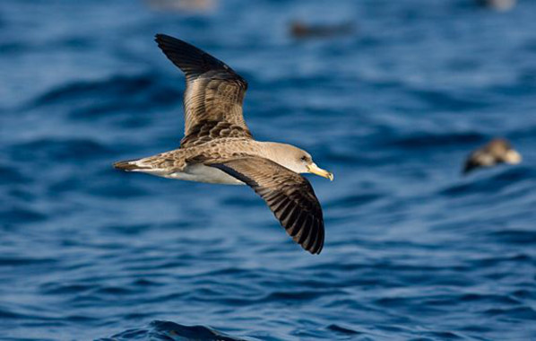 La prohibición de los descartes en los barcos pesqueros ‘letal’ para las aves marinas