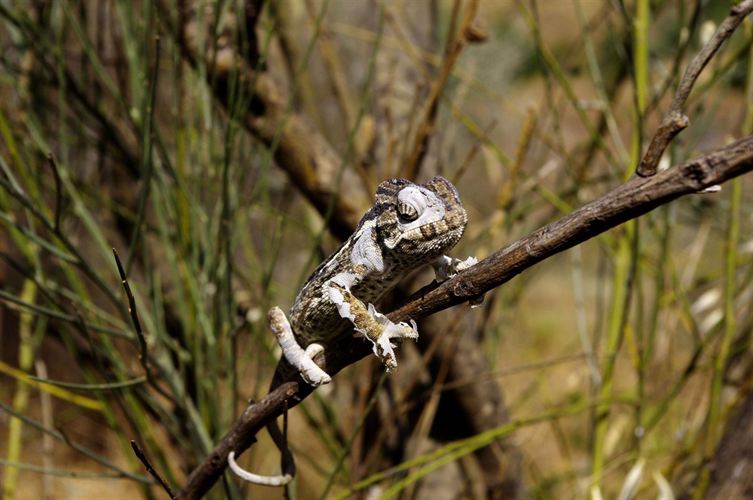 Málaga recuperará camaleones procedentes de la red del CREA