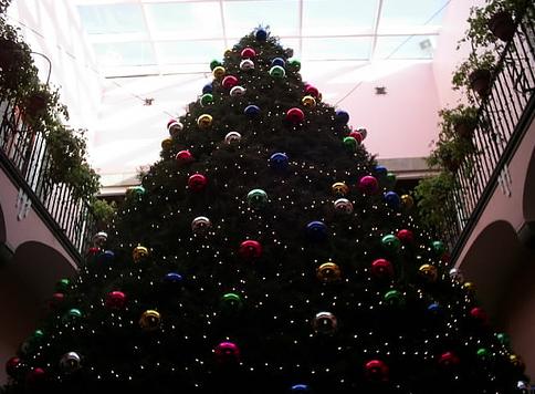 Ingenieros forestales y de montes recomiendan replantar el árbol de Navidad pero no en el bosque