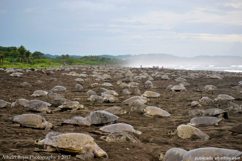 Hermosas imágenes de la arribada de tortugas a Ostional