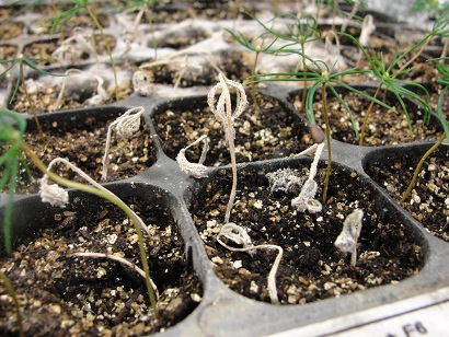 Investigan cómo afecta un hongo patógeno a distintos tipos de coníferas