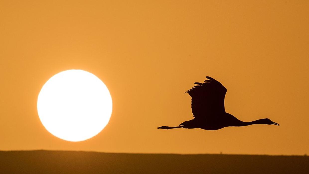 Hay más aves en riesgo de extinción de las que creemos