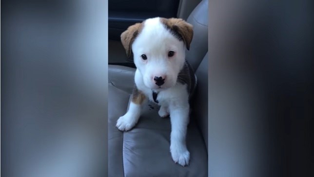 Un cachorrito con hipo (Mira este divertido VIDEO)