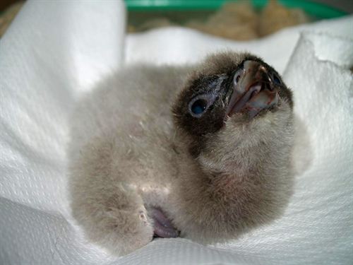 Nace el primer pollo de quebrantahuesos de la temporada 2012