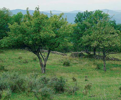 Aragón. Superados otra vez los límites de ozono para la vegetación