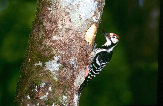 Seguir a una variedad de pájaro carpintero con GPS