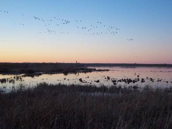 Censo anual de aves acuáticas invernantes elaborado por el Principado