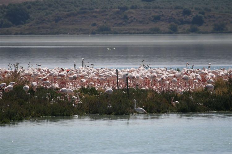 La Laguna de Fuente de Piedra acoge la mayor colonia de reproducción de flamencos de su historia