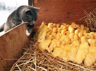 Federación Protectora de Animales dice que la ley es un avance pero censura que se prohíba alimentar a gatos abandonados