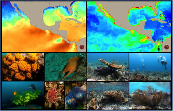 Mares mexicanos. Nueva Sección en el Portal Biodiversidad Mexicana