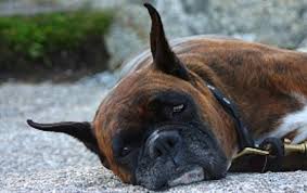 El Ayuntamiento de A Coruña insta a denunciar posibles intentos de envenenamiento de mascotas