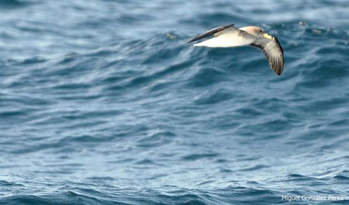Registradas tasas de paso "muy elevadas" del ave Pardela Cenicienta cruzando el Estrecho de Gibraltar