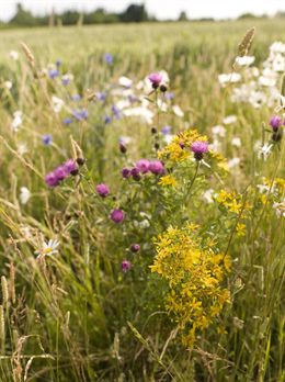Syngenta y ELO proponen medidas para mejorar la sostenibilidad de la agricultura intensiva