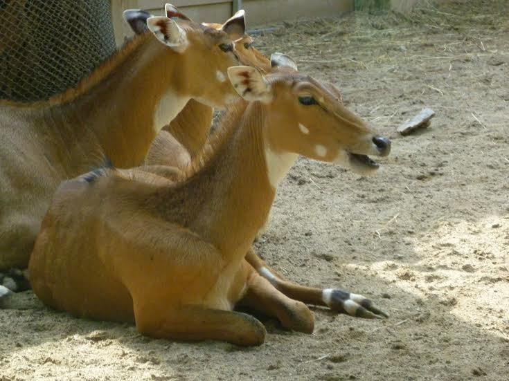 El ZOO DE BARCELONA ‘asesina’ crías por falta de espacio