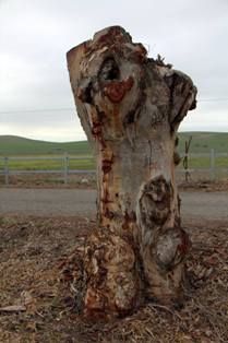 Jerez de La Frontera