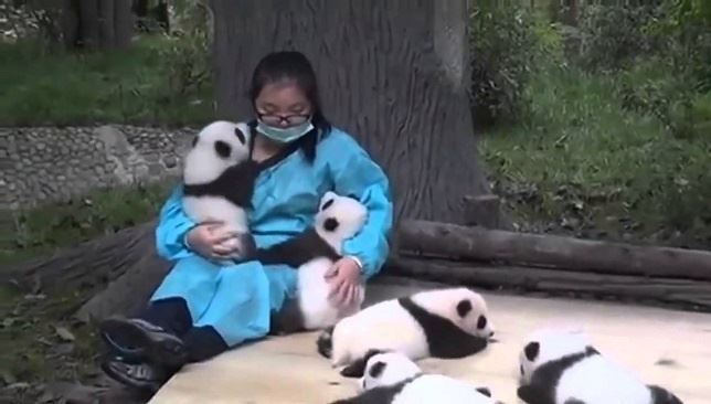 El mejor trabajo del mundo es abrazar osos panda (Vea VIDEO)