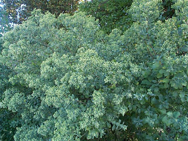 Euskadi inicia la eliminación de Baccharis halimifolia en el estuario del Lea
