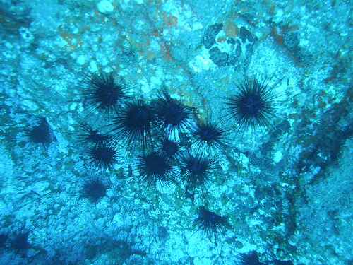 La campaña de control poblacional del Erizo Diadema recoge 85.000 ejemplares en Gran Canaria