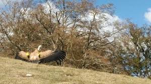 2 buitres leonados han sido soltados en Unzá