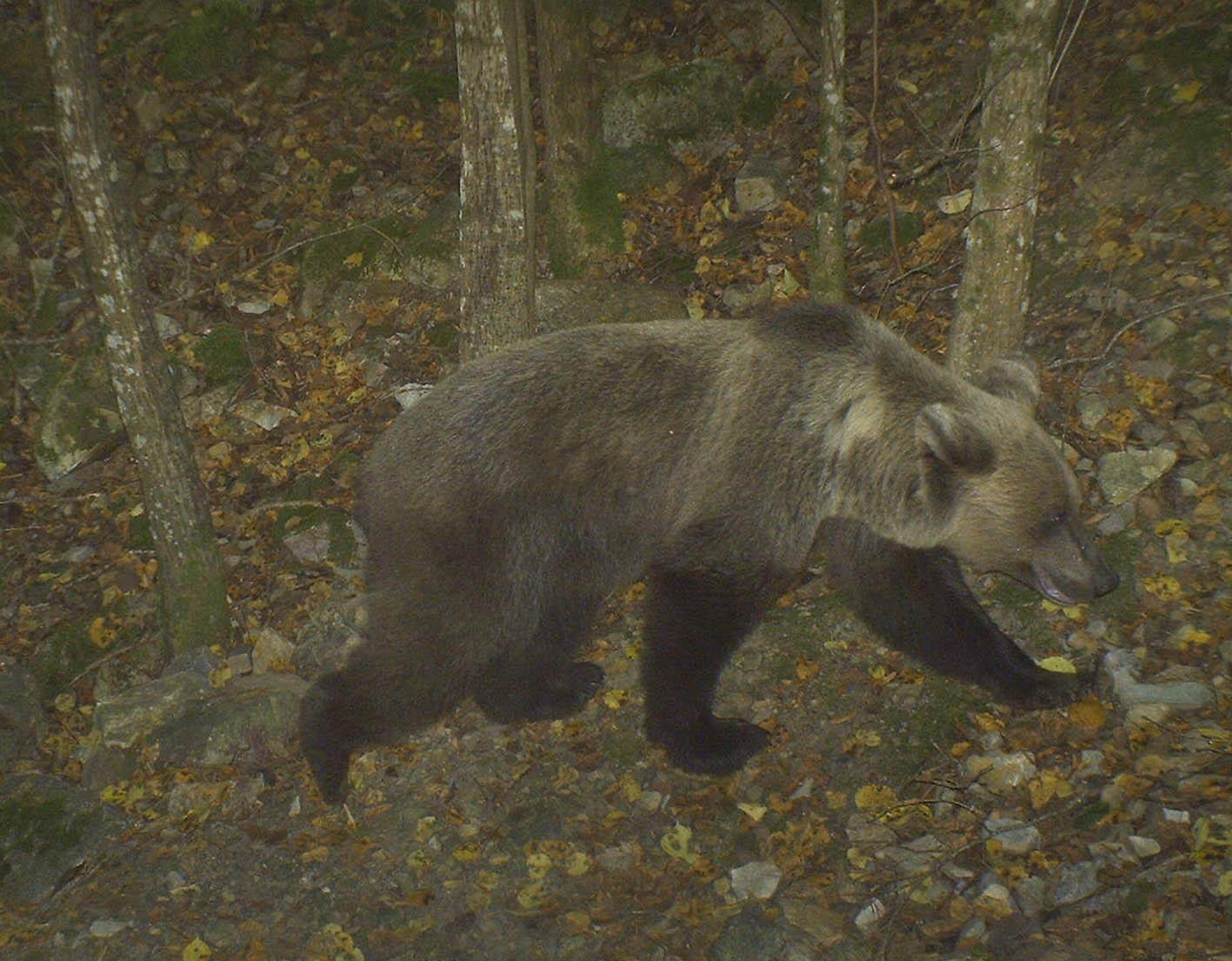 La conservacion del Oso Pardo en Pirineos