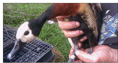 El consumo de arroz en China afecta a los patos silvestres de Argentina