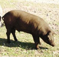 Las precipitaciones y las temperaturas