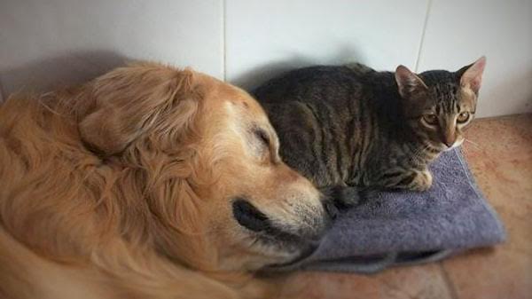 Los madrileños que quieran tener más de 5 perros o gatos en casa tendrán que pedir permiso al ayuntamiento