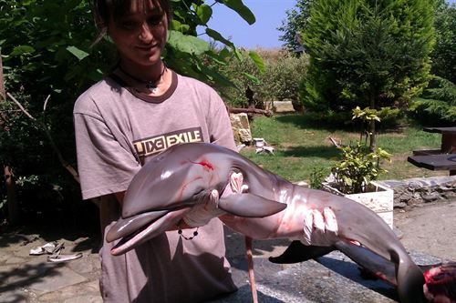 Mueren tres delfines