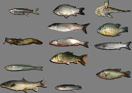 Según un estudio del IEO y el CSIC unas 30 especies de peces marinos crían en el estuario del Guadalquivir