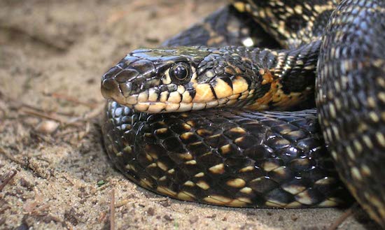 La culebra de herradura (Hemorrhois hippocrepis)