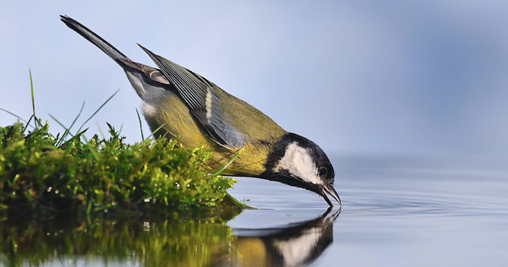 La altitud acelera la evolución de mamíferos y aves