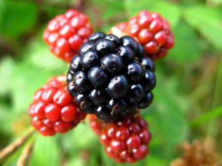 Hojas de mora con más antioxidantes