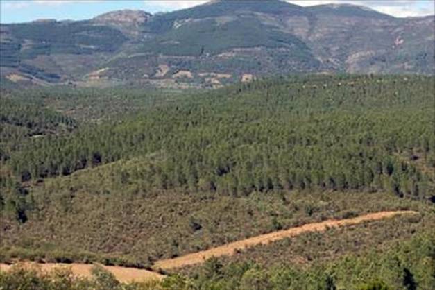 Posible marcha atrás a la venta de montes públicos en Castilla-La Mancha