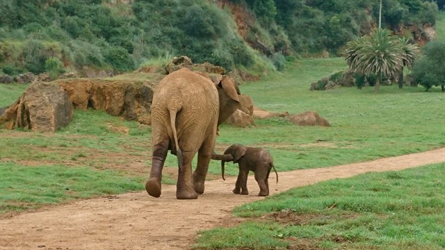 Nace un nuevo elefante africano en Cabárceno
