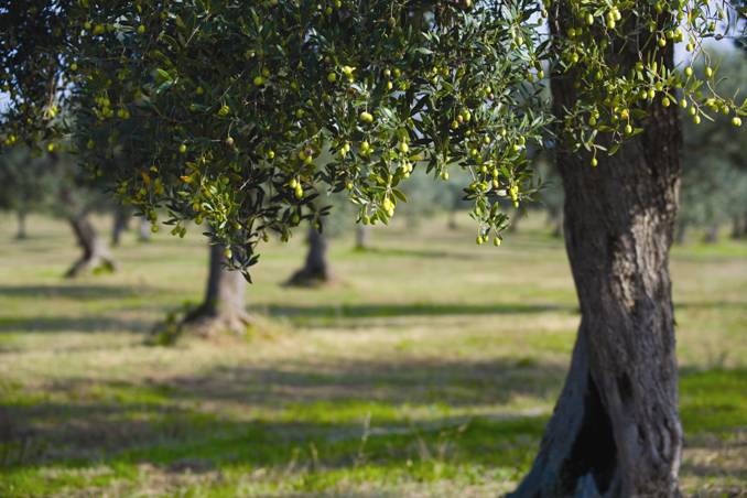 Proyecto ECOINNOVA de la CAAE