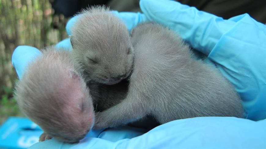 El Centro de Recuperación de Fauna Silvestre de la Alfranca alumbra las primeras crías de visón europeo