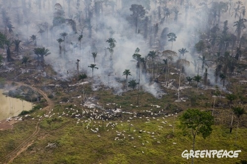 Carne y cuero procedentes de la deforestación