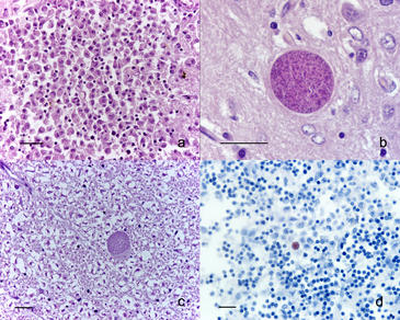 Bioparc Valencia han descrito por primera vez en un animal en peligro de extinción un caso de toxoplasmosis