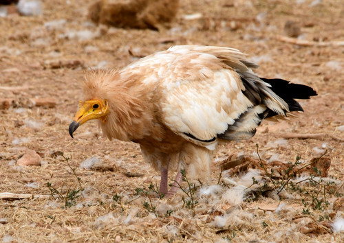 Feliz 40 aniversario del ‘Refugio de Rapaces de las Hoces del Riaza’