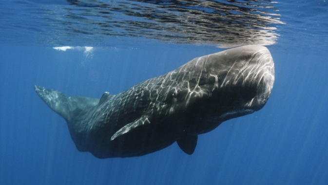 Te descubrimos alguna cosa que no sabes de la cabeza de los cachalotes