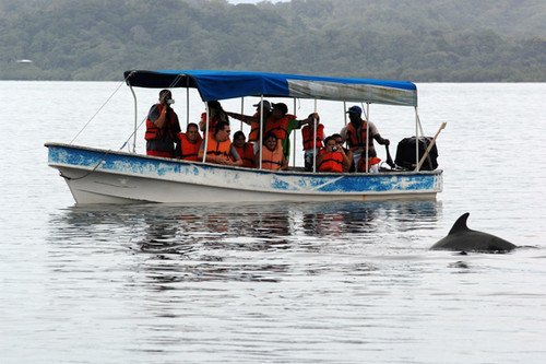 El ruido de las embarcaciones es dañino para los delfines