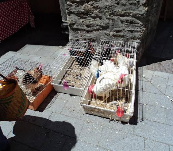 LIBERA! denuncia la venta ilegal de animales en el mercado semanal de la Seu d’Urgell