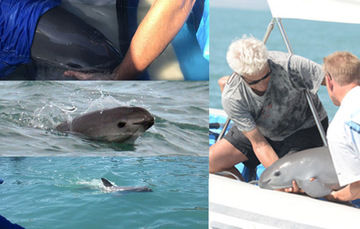 Estamos en el camino correcto para evitar que desaparezca la vaquita marina