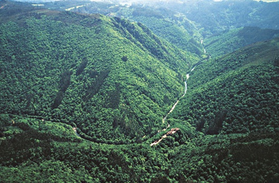 Honduras pierde anualmente 70 mil hectáreas de bosque