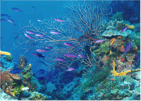 La primera campaña científica del año evaluará la fauna marina de las aguas del Caribe y Centroamérica