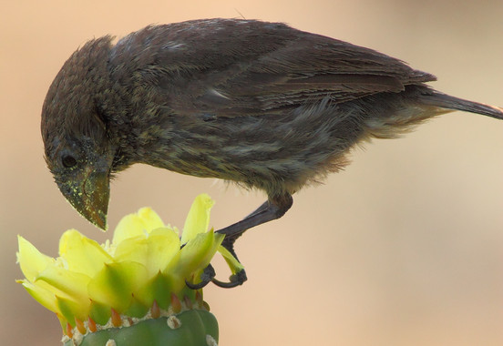 Las aves de Galápagos comen flores debido a la escasez de alimentos