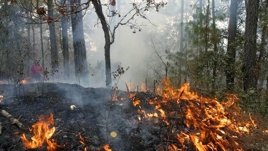 El sector forestal de Andalucía pide responsabilidad social ante un verano con alta probabilidad de incendios