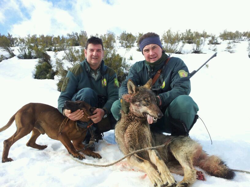 Posando con la loba muerta