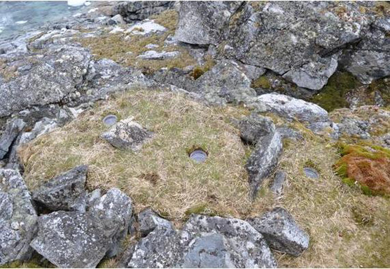 Españoles erradicando una planta invasora en la Antártida