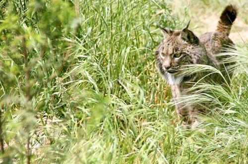 Andalucía ve "positiva" la imputación de dos cazadores por la muerte de un lince a tiros